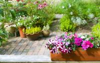 Windowbox with pink striped Petunias and Impatiens, herb garden behind