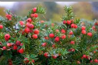 Taxus baccata with dew drops