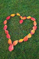 Heart made from Hamamelis  - Witch Hazel leaves on lawn