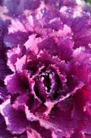 Brassica oleracea 'Purple Pigeon' with melting frost. Ornamental Cabbage