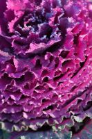 Brassica oleracea 'Purple Pigeon'. Ornamental Cabbage 