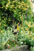 Aeonium arboreum 'Zwartkop', Centranthus ruber' Albus' and Lonicera - Honeysuckle with glass sculptures