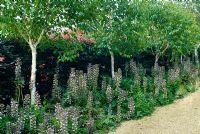 Bold planting. Betula utilis var. jacquemontii 'Grayswood Ghost' - Silver Birch underplanted with Acanthus and contrasting Fagus sylvatica 'Purpurea' - Purple beech hedge behind