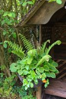 Hanging basket with Hostas, Ferns and Mimulus. Cottage garden. Slug proof method of growing hostas. May.