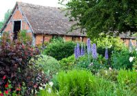 Eastgrove Cottage garden - Delphiniums with the barn in the background