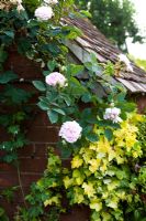 Rose on brick shed