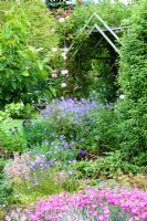 Geranium 'Brookside' and the Rose tunnel