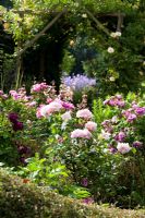 Rosa 'Eglantyne' in the Secret Garden