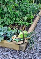 Freshly picked vegetables in Trug in Kitchen garden. RHS Tatton Park Flower Show 2009