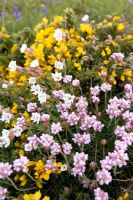 Coastal wildflowers in the Spring in Guernsey - Ulex eupopaeus, Silene vulgaris and Armeria maritima