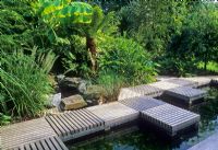 Urban minimalist style garden in Kingston, Surrey with pond and decked walkway. Ornamental grasses, Dicksonia - Tree Fern and  Musa - Banana. Early September.