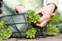 Planting up a hanging basket - side planting lobelia seedlings in lined wire basket