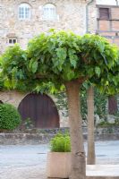 Male Morus - Mulberry trees, trained into umbrella form, creating feature in French village centre. Chosen for its berry-free habit, to avoid unsightly mess under trees.