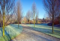 Arboretum of frosted trees and lawns in Winter at Wilkins Pleck NGS, Whitmore, Staffordshire 