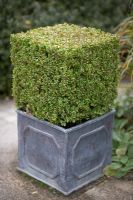 Buxus topiary cube in a faux lead square planter 