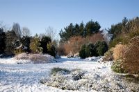 Hilliers winter garden in January.