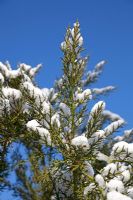 Pinus in snow at Hilliers Arboretum.