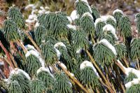 Euphoribia characias 'Wulfenii' in snow