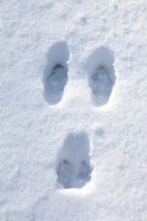 Rabbit tracks in snow