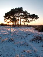 Pinus sylvestris - Scots pine at sunset in the New Forest.