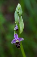Single stem of Ophrys apifera - Bee Orchid.  Prevalent in South West France.