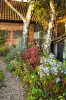 View to old barns with Betula pendula, Cotinus and Asters