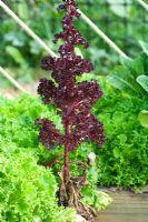 Lettuces 'Sentry' and lettuce 'Lollo Rosso' which has bolted