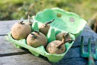 Chitting potatoes in a recycled egg box
