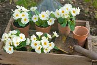 Potting up Primula - Primroses in clay pots