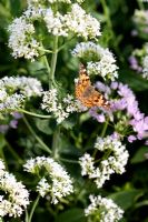 Vanessa cardui - Painted Lady butterfly feeding on Centranthus ruber 'Albus'