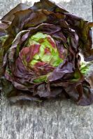 Lettuce 'Merveille des Quatre Saisons', also known as Marvel of the Four Seasons