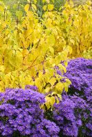 Aster amellus 'Veilchenkonigin' or 'Violet Queen' and Cornus sanguinea 'Midwinter Fire' - Bressingham Gardens, Norfolk
