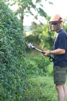 Man using long handled petrol driven hedge cutter with long blade to trim a Crataegus monogyna hedge in August