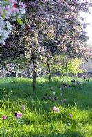 Avenue of Malus floribunda underplanted with Tulipa 'Negrita', 'Sjakamoro', 'Snowstar' and 'Peerless Pink' - Feeringbury Manor, Essex NGS