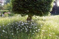 Leucanthemum vulgare - Ox-eye daisies in small wild meadow