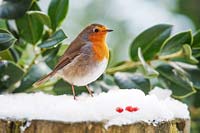 Robin perched on a snow covered tree trunk 