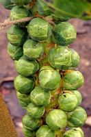 Brassica oleracea 'Revenge' - Brussels sprouts