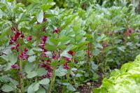 Vicia faba - Crimson flowered broad beans 