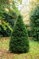 Taxus baccata - Young yew topiary cone in autumn