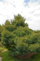 Pinus strobus 'Radiatai' at RHS Rosemoor gardens