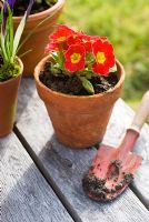Red Polyanthus with child's trowel