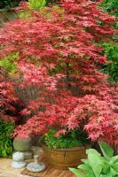 Acer palmatum 'Shideshojo' growing in an oriental bowl and showing the red tints on the newly opened leaves in Spring
