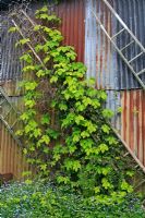 Humulus lupulus 'Aureus' and Clematis montana 'Rubens' growing up pensioned off wooden ladders against a barn - Moors Meadow, Herefordshire
