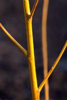 Salix alba 'Golden Ness' 