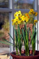 Narcissus 'Soleil d'Or' on a sunny windowsill