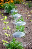 Potager with glass cloches 