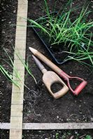 Planting out Leeks. Step 1 of 3. Leeks separated out and ready to plant along a marker board using an old dibber or one made from a broken spade handle