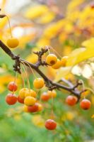 Malus transitoria berries in autumn