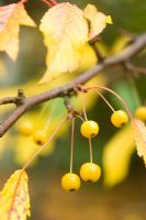 Malus transitoria berries in autumn