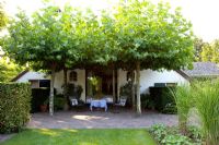 Platanus trees providing shade for seating area outside house